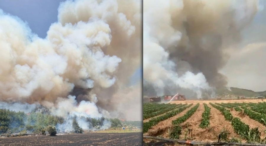 Çanakkale'de orman yangını