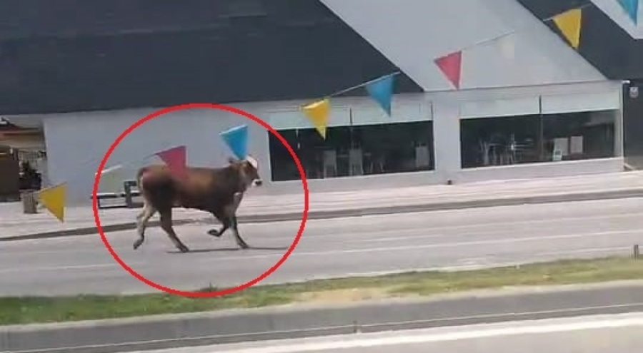 Bursa'da sahibinden kaçan kurbanlık, trafiği karıştırdı