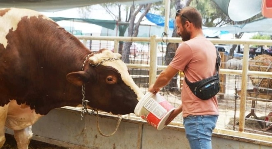 1 buçuk tonluk "Paşa", kurban pazarının gözdesi oldu!