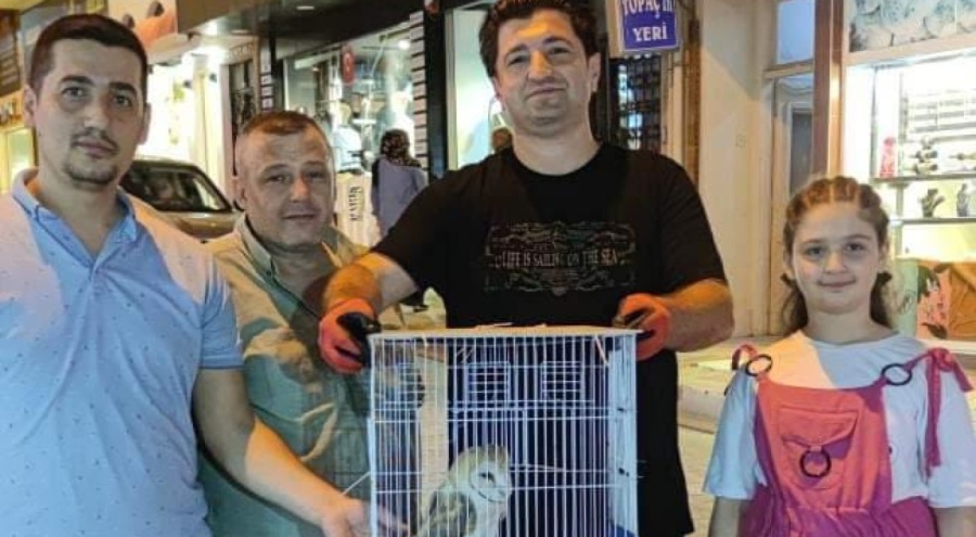 Karacabey esnafı yaralı baykuşu kurtardı