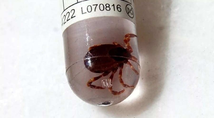 Enfeksiyon hastalıkları uzmanından 'KKKA' uyarısı: 'İnsanlar risk altında'