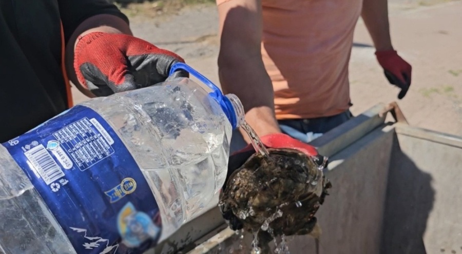 Çöp konteynerine atılan kaplumbağaları temizlik görevlisi kurtardı