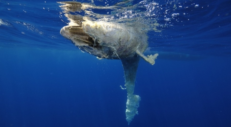 Karaburun açıklarında ölü yunus: Kuyruğuna taş bağlanmış!