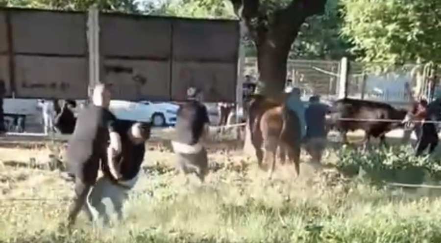 Bursa'da kurbanlık danayı zapt etmeye çalıştılar