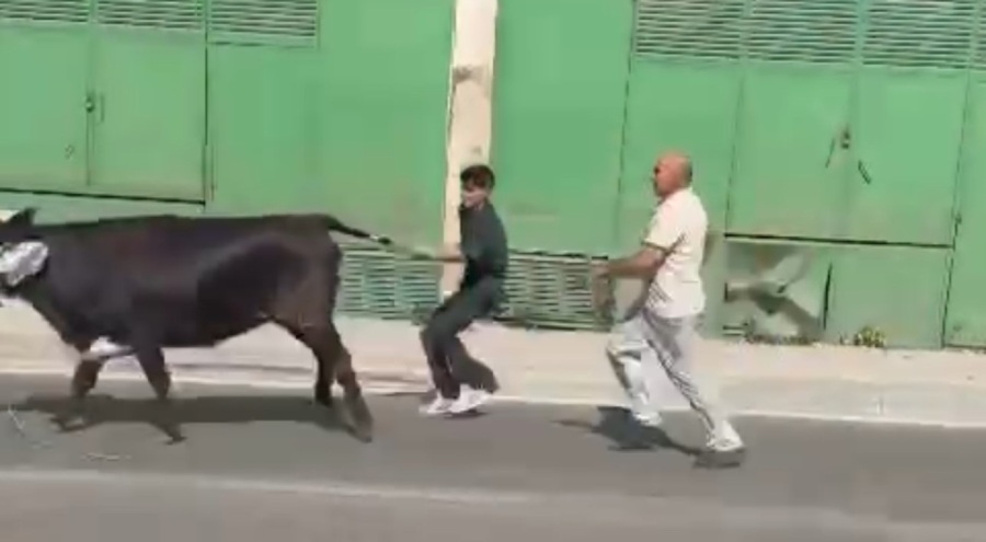 Bursa'da kaçan kurbanlıklar ortalığı karıştırdı!