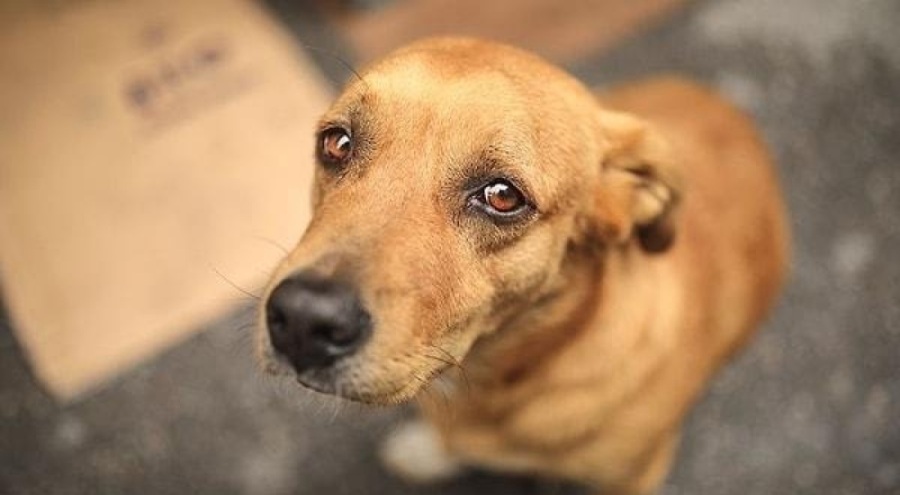 Sahipsiz hayvan düzenlemesi: Sokağa atanın cezası 10 kat artacak