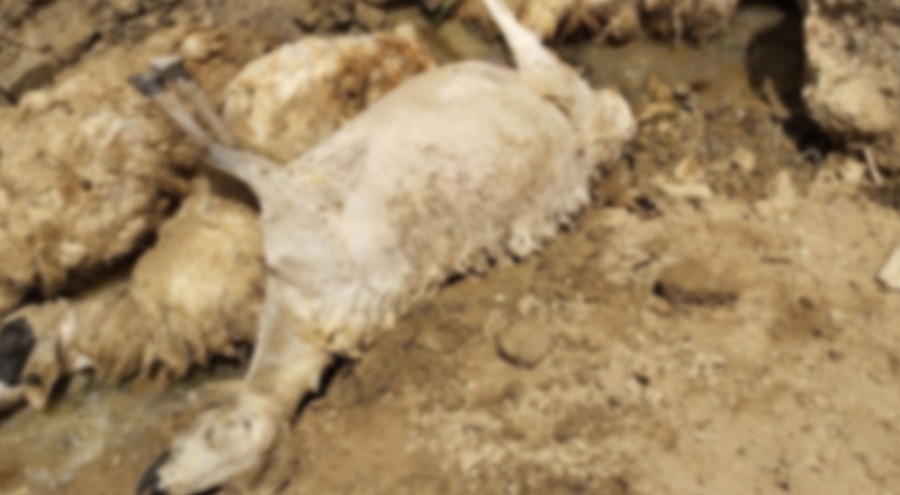 Uçurumdan atlayan koyunlar telef oldu