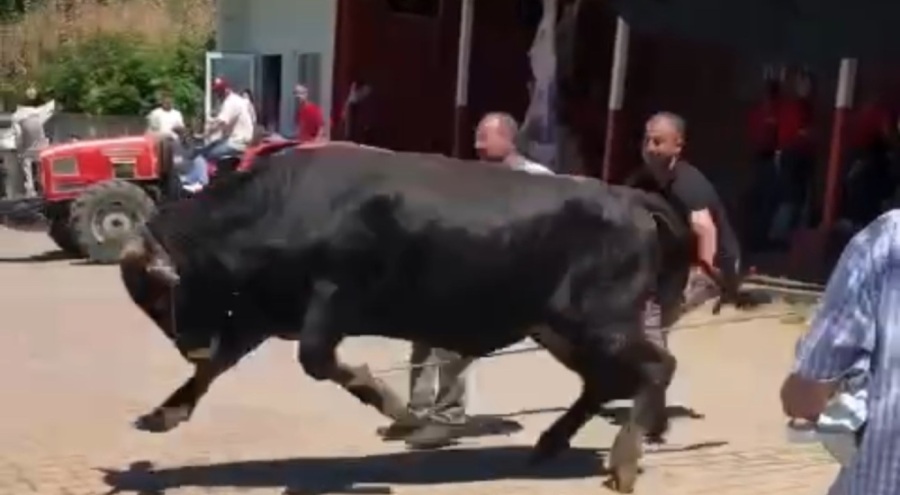 Bursa'da kaçan boğa ortalığı savaş alanına çevirdi!