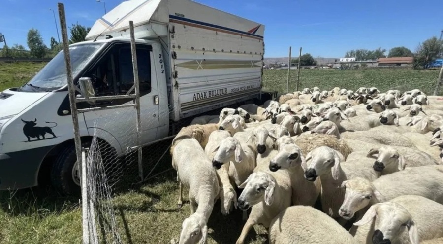Besiciye büyük şok: Kurbanlık satışından kazandığı parası çalındı