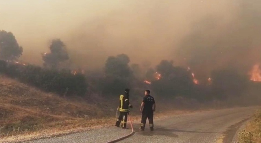 Aydın'da orman yangını