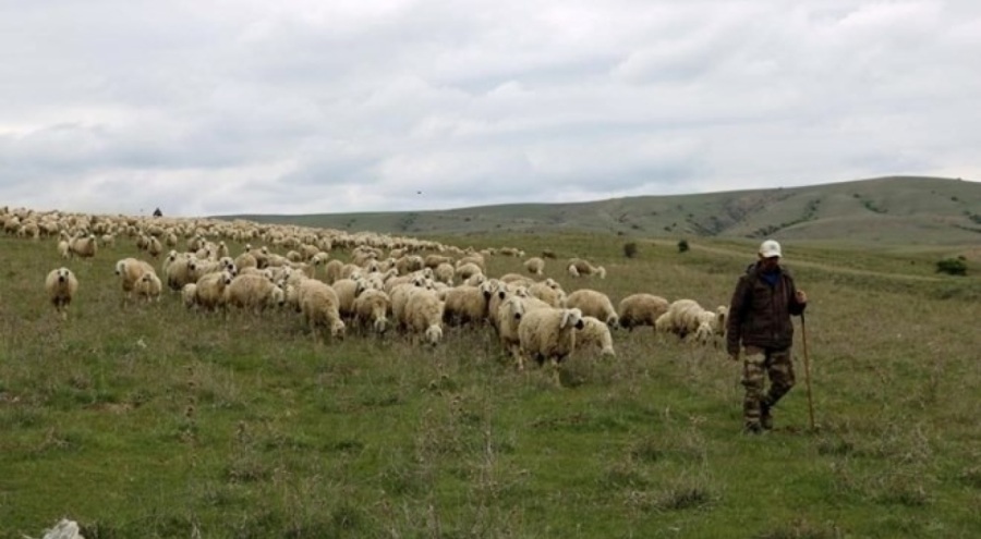 Sivas'ta 50 bin lira maaşa çalıştıracak çoban bulamıyorlar