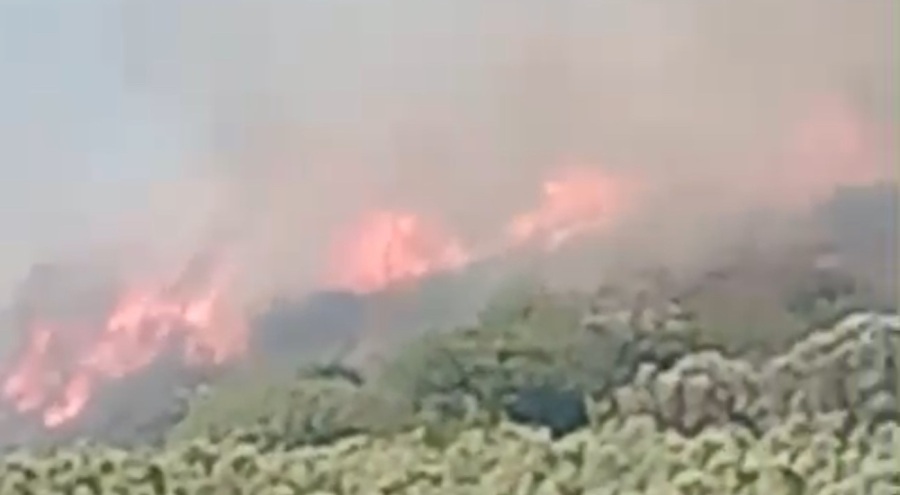Mudanya ve Gemlik'te yangın çıktı!