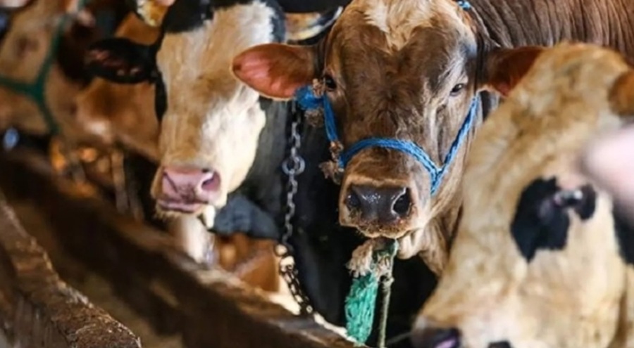 Kurbanlıkta 'kayıt' detayı: Tazminat hakkı yok olabilir