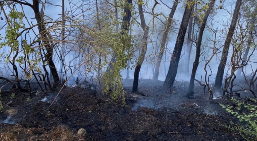 Sakarya'da orman yangını