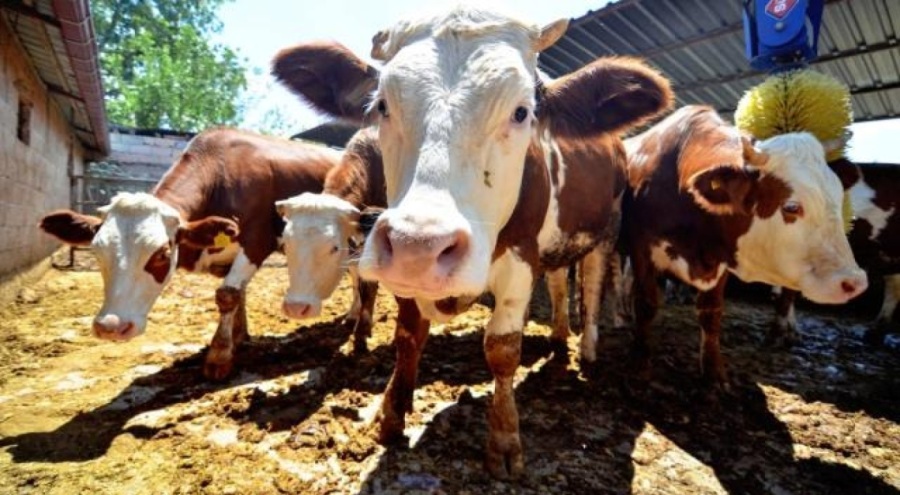 Satılmayan kurbanlıkları Et ve Süt Kurumu alacak