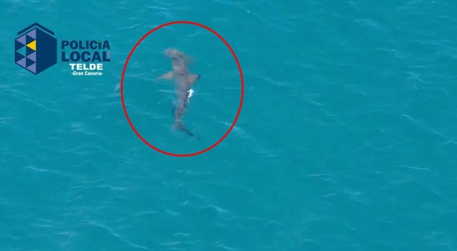 İspanya'da hareketli saatler: Köpek balığı görülen plaj kapatıldı