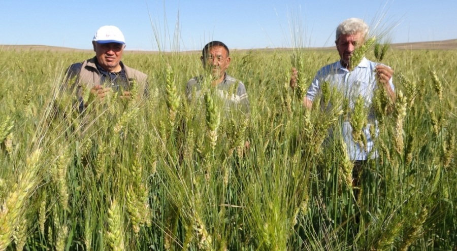 Ata tohumu ile ekim yaptı, boyu insan boyunu geçti