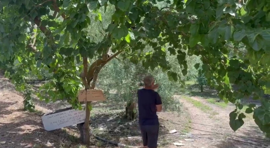 Bursa'da bu ağaçtan dut yemek helal