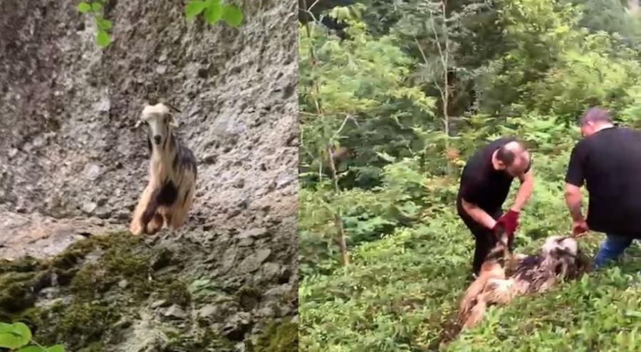Rize'de bayramın ilk günü kaçan keçi 3 günün sonunda bulundu