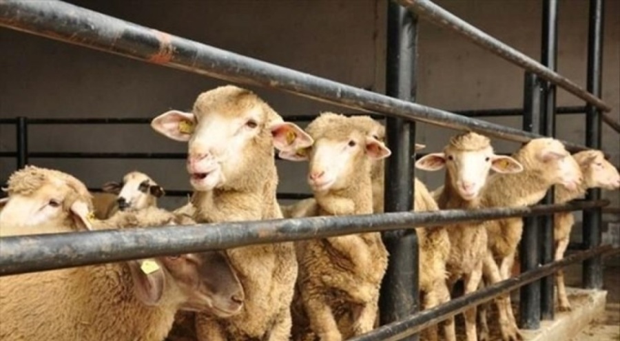 Kurbanlıkta tercih küçükbaş oldu