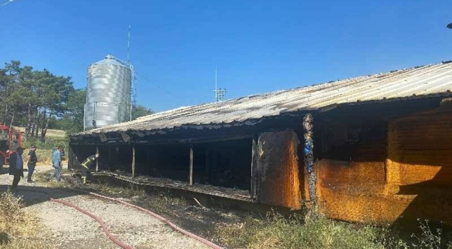 Bolu'da kümes yangınında 20 bin tavuk öldü