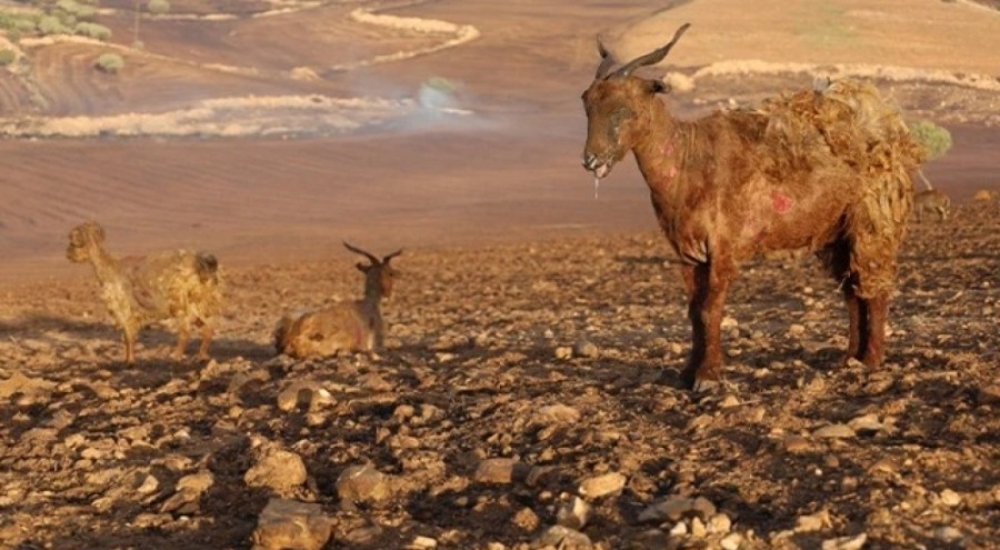 Diyarbakır'daki yangından kahreden görüntü!
