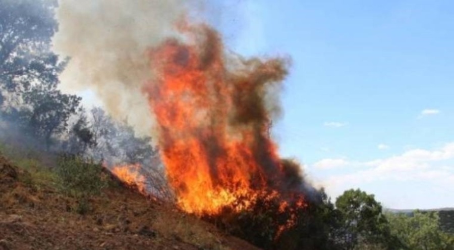 Manisa'da orman yangını
