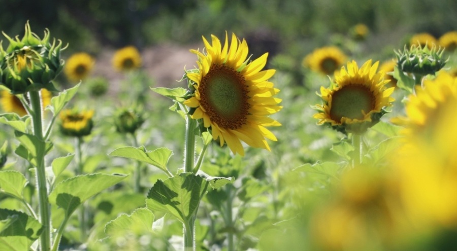 Trakya'da ayçiçeği üreticisi gözünü yağışa dikti