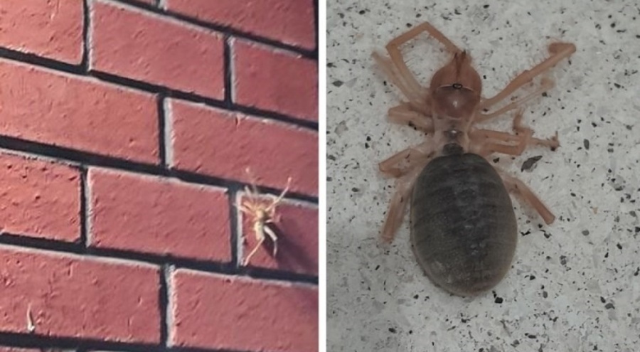 Bir ilde daha görüldü! Uzmanlar uyardı: Et parçalarını kolayca koparıyor