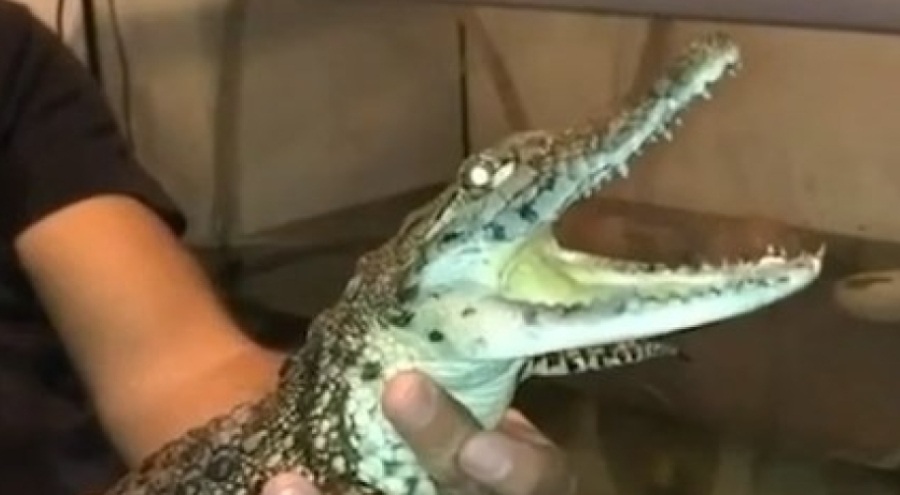 Evinde timsah besleyen kişi gözaltına alındı