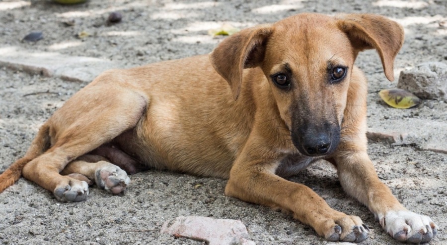İzmir'de 6 ayda 500 köpek sahiplendirildi