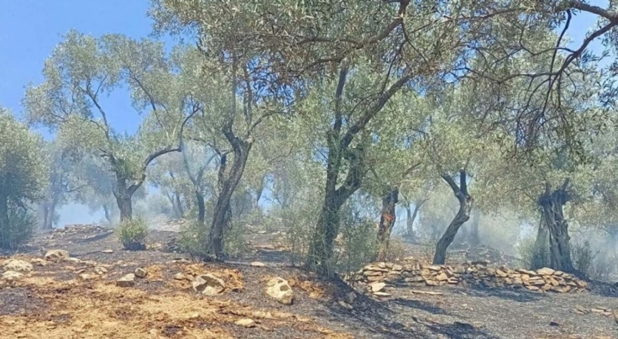 Aydın'da 30 dönümlük zeytinlik alan kül oldu