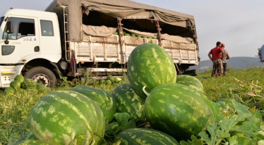 Coğrafi işaretli Osmaneli karpuzunun hasadı başladı