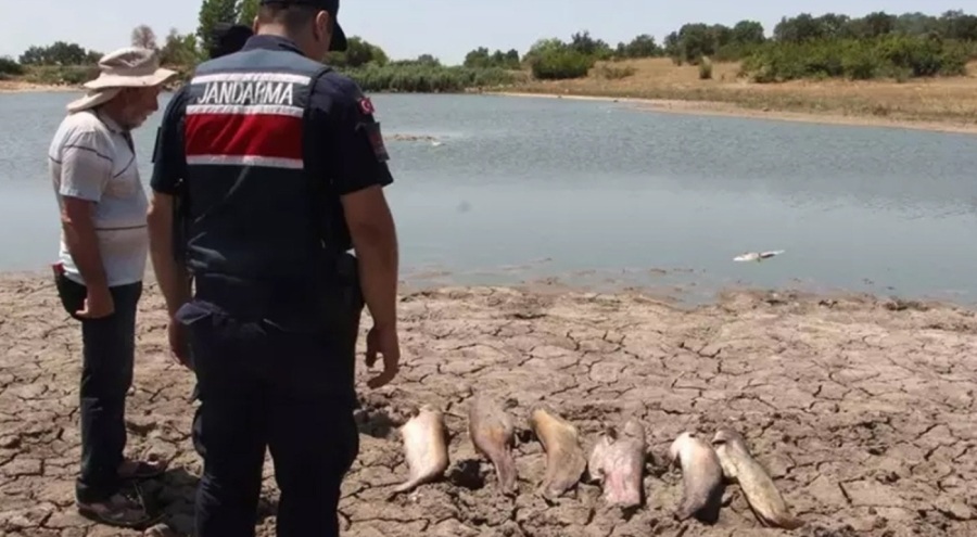 Edirne'de toplu balık ölümlerine inceleme!