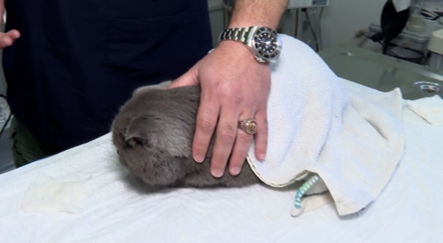 Uzmanlar yangın sonrası yaralı hayvanlara yapılan müdahale konusunda uyardı