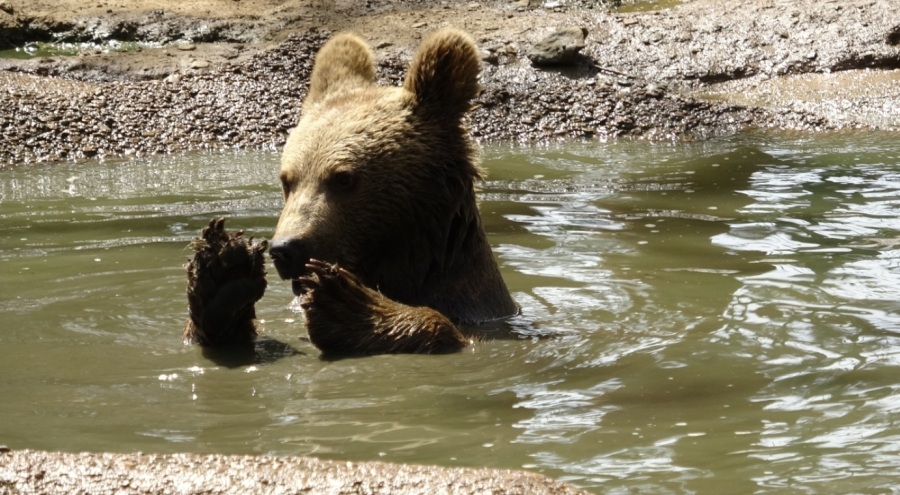 Bursa'da koruma altındaki boz ayıların havuz keyfi