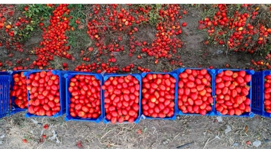 Domateste 100 bin ton rekolte bekleniyor