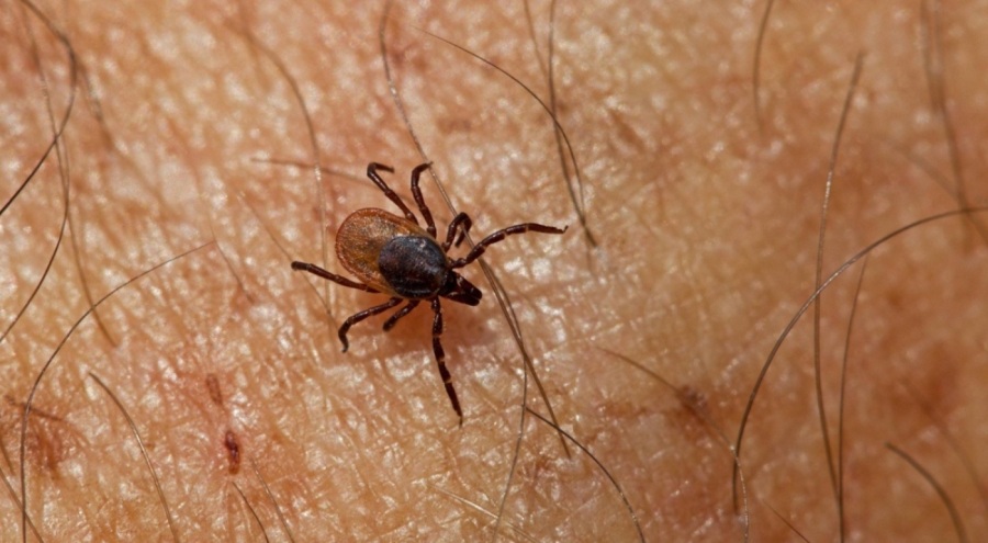 Tokat'ta 5 kişiye KKKA hastalığı teşhisi konuldu