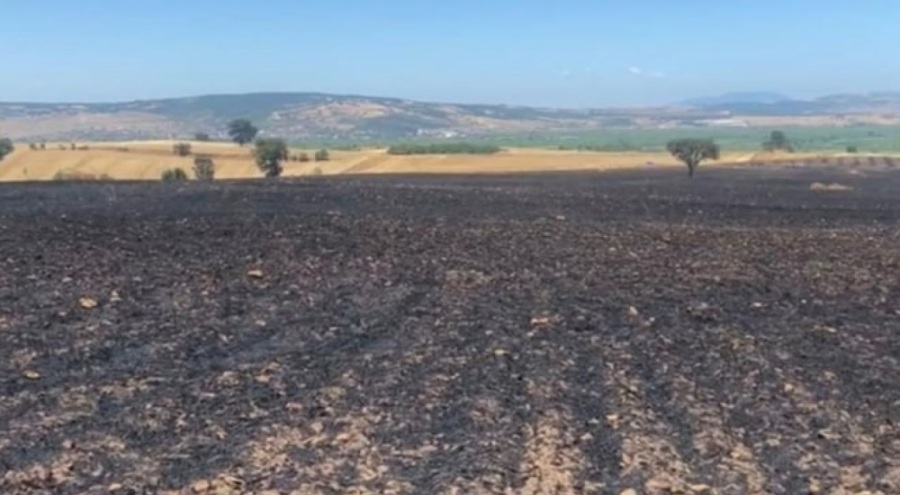 Balıkesir'de tarla yangınında 35 ton buğday kül oldu