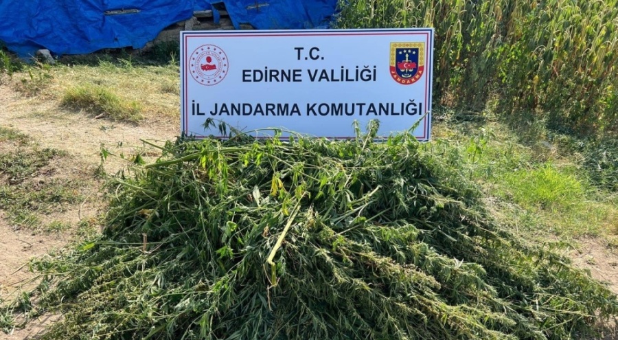 Edirne'de 5 bin 950 kök kenevir yakalandı