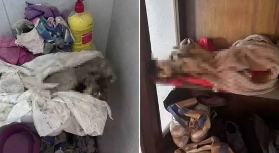 Kiracının çıktığı evde korkunç manzara! Evden onlarca kedi ölüsü çıktı