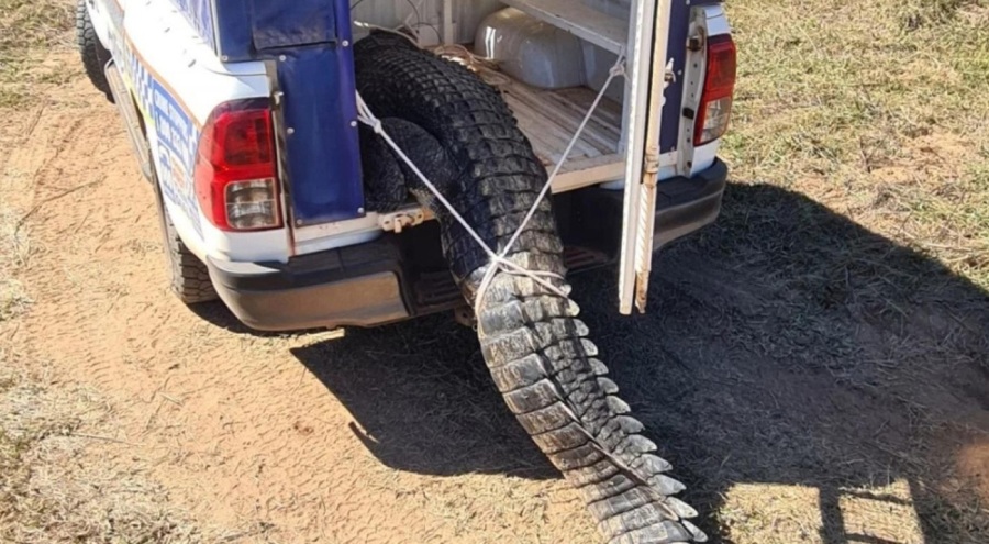 Avustralya'da yerliler timsah yakalayıp yedi