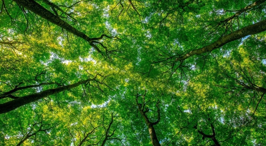 Dört ildeki bazı alanlar orman statüsünden çıkarıldı