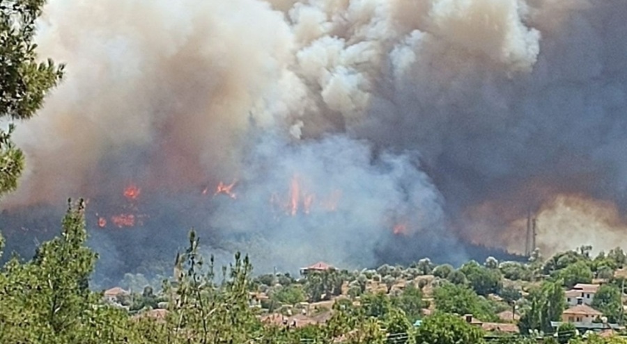 İzmir Menderes'te orman yangını