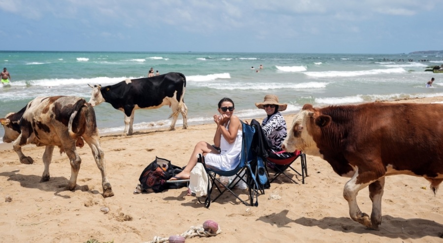 İstanbul'da sıcaktan bunalan inekler halk plajına indi