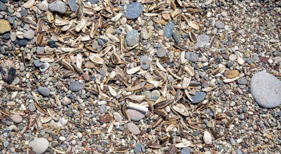 Antalya'dan utandıran görüntüler!