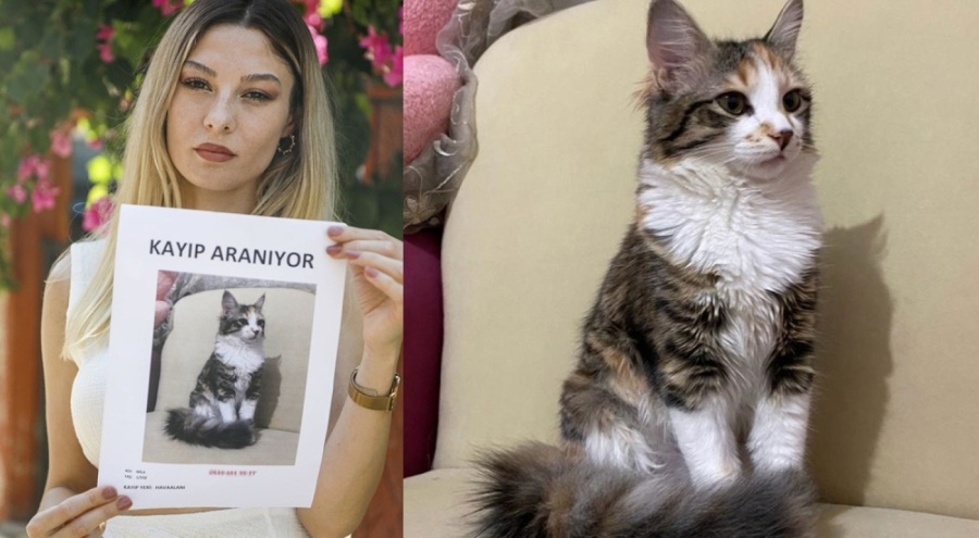Uçakta kaybedilen kedisini her yerde arıyor