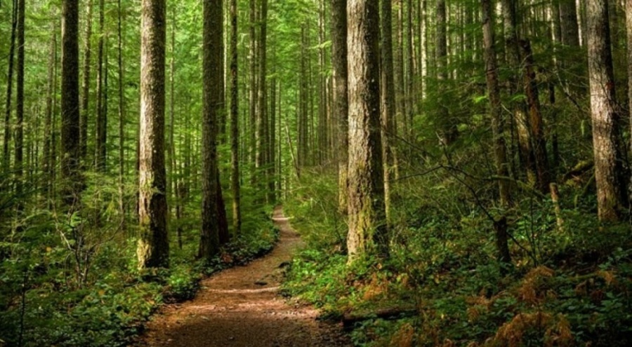 Mardin'de ormanlara girişler yasaklandı