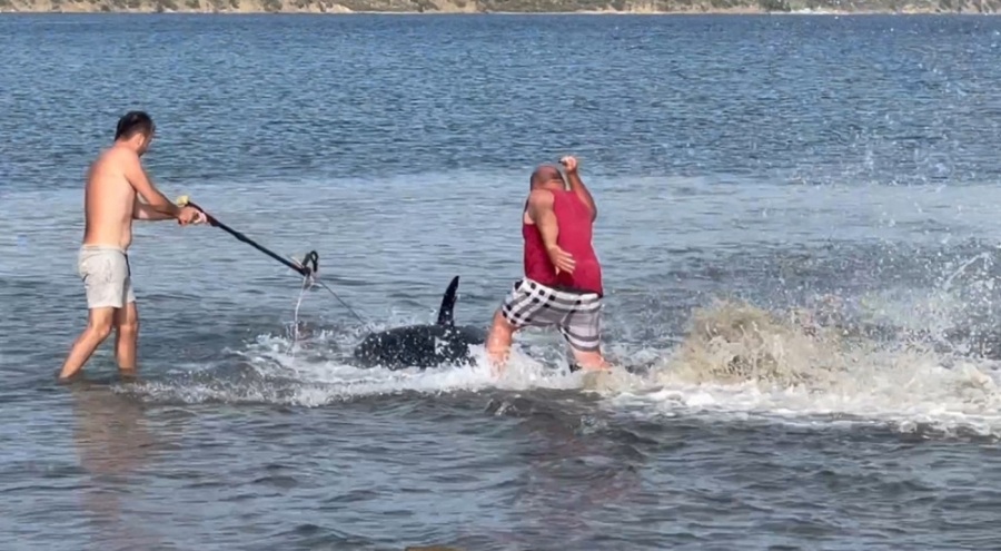 İzmir'de 200 kiloluk orkinosu çakı ve zıpkın ile avladılar