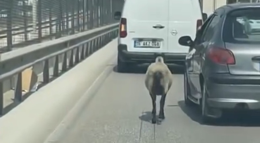 Bursa'da firarcı koyun trafiği birbirine kattı!
